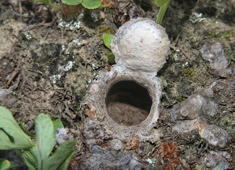 Tracce d''insetto (Tana di Cteniza o Nemesia?)